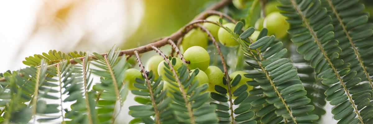 oil_header