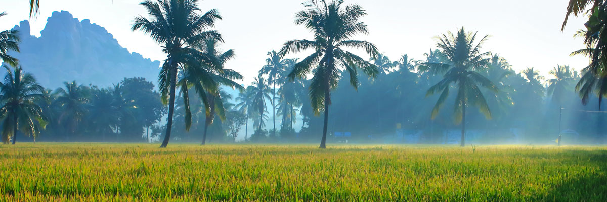tree_header