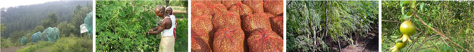premtimi-per-cilesine-01